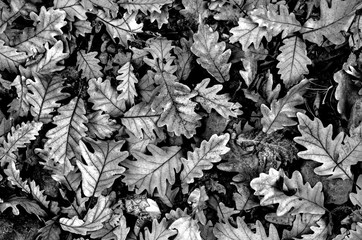 oak leaves in the form of a black and white background