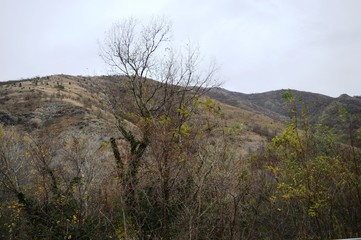 trees covered with ivy in autumn