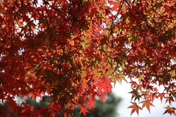 紅葉