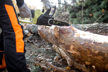 Lumberjack in protective workwear cutting lying tree with a chainsaw in the forest, close-up on the cutting process. Concept of a professional logging