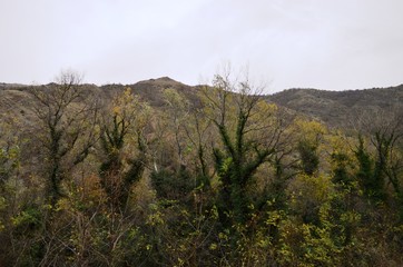 Obraz premium trees covered with ivy in autumn