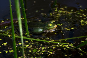 Frog in the swamp, Velikie Luki. Russia - obrazy, fototapety, plakaty