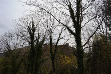 trees covered with ivy in autumn