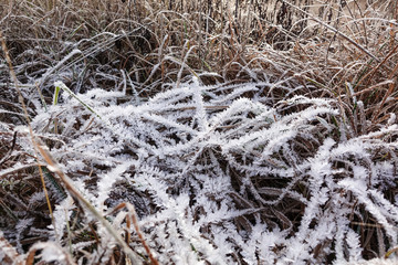 Frost on the sprigs of grass. a deposit of small white ice crystals formed on the ground or other surfaces when the temperature falls below freezing.