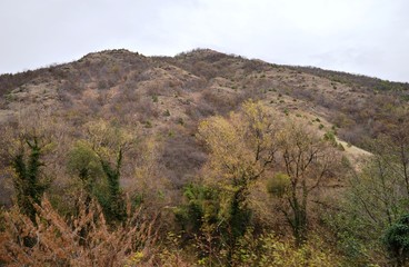 trees covered with ivy in autumn