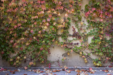 Fototapeta na wymiar Autumn red and yellow leaves of wild grapes on a stone wall in the sunlight