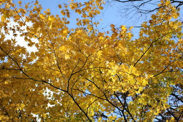 高清水公園の紅葉