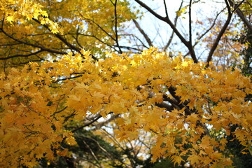 高清水公園の紅葉