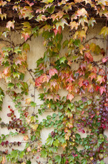 Autumn red and yellow leaves of wild grapes on a stone wall in the sunlight
