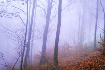 Obraz premium Early morning in the beech forest with fog, Cindrel mountains, Romania