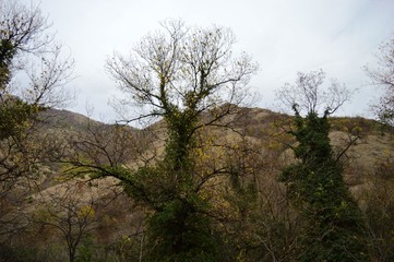 Fototapeta premium trees covered with ivy in autumn