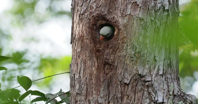 Red-breasted Parakeet - Psittacula alexandri green colourful parakeet,  alternative name is the moustached parakeet, scientific specific name commemorates Alexander the Great.