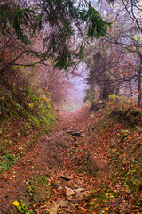 Early morning in the beech forest with fog, Cindrel mountains, Romania