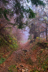 Early morning in the beech forest with fog, Cindrel mountains, Romania