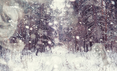 Winter forest landscape. Tall trees under snow cover. January frosty day in the park.