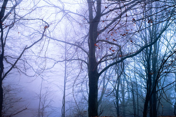 Obraz premium Early morning in the beech forest with fog, Cindrel mountains, Romania