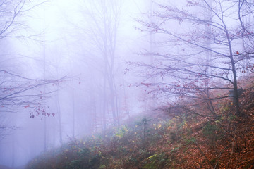 Early morning in the beech forest with fog, Cindrel mountains, Romania