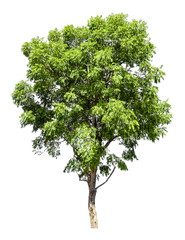 Obraz premium The tree on a white background can be separated,clipping paths