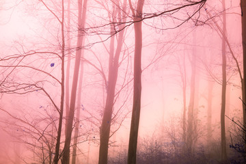 Obraz premium Early morning in the beech forest with fog, Cindrel mountains, Romania