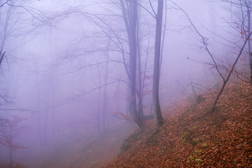 Obraz premium Early morning in the beech forest with fog, Cindrel mountains, Romania