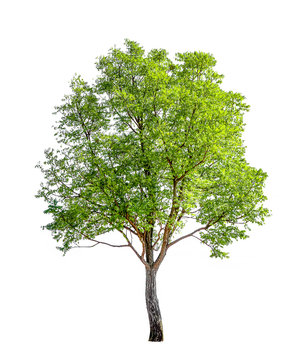 The tree on a white background can be separated,clipping paths