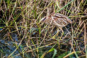 Yellow Bittern in Mai Po Nature Reserve, Hong Kong (Formal Name: Ixobrychus sinensis)