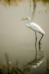 Great Egret in Mai Po Nature Reserve, Hong Kong (Formal Name: Ardea alba)