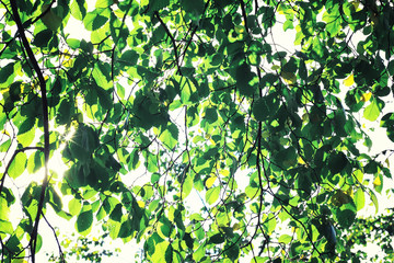 Bright spring greens at dawn in the forest. Nature comes to life in early spring.