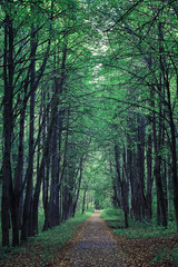 Fototapeta premium Bright spring greens at dawn in the forest. Nature comes to life in early spring.