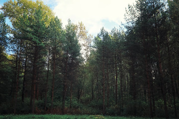 Obraz premium Bright spring greens at dawn in the forest. Nature comes to life in early spring.