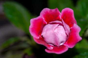 Close-up beautiful blooming red gloxinia