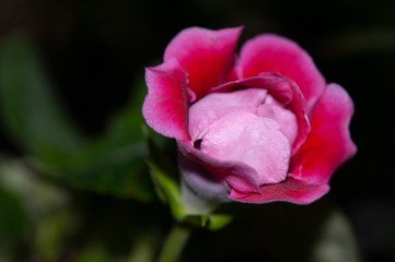 Beautiful blooming red gloxinia flower