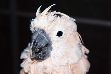 Portrait of a Moluccan Cockatoo