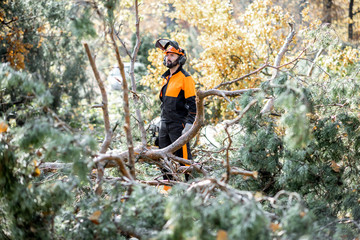 Naklejka premium Lumberman in protective workwear sawing branches with a chainsaw from a felled tree in the pine forest. Concept of a professional logging
