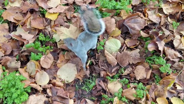 Squirrel running close to camera then running away behind a tree in park with autumn leaves