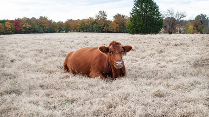 Red angus cow laying down in frosty field