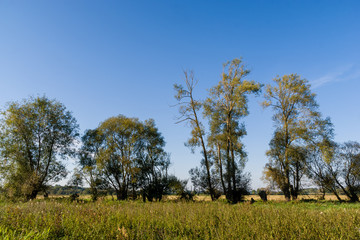 Narwiański Park Narodowy, Rzeka Narew w Surażu, Podlasie, Polska