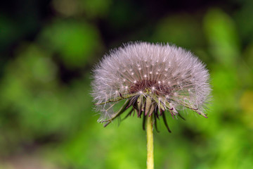 Dandelion photographed close-up in cloudy weather.