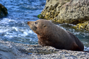 A new zealand fur seal sunbathing on a rock at Kaikoura, New Zealand, South Island.