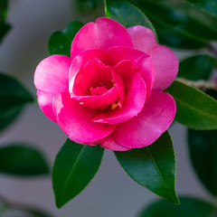 庭に咲いた濃いピンクのサザンカ