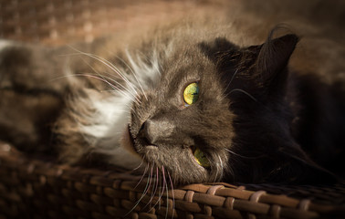 Maine Coon in blau weiß