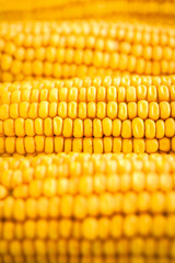 Corn on the cobs kernels close-up. Yellow corn background