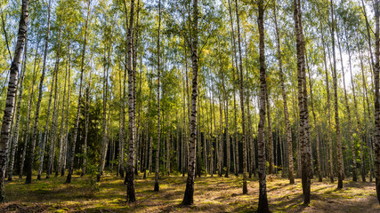 Narwiański Park Narodowy, Rzeka Narew w Surażu, Podlasie, Polska