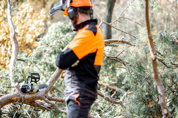Obraz premium Waist-up portrait of a professional lumberman in harhat and protective workwear looking on the chainsaw in the pine forest