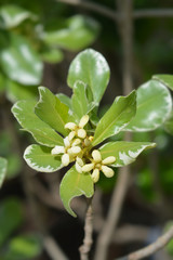 Variegated Japanese Mock Orange