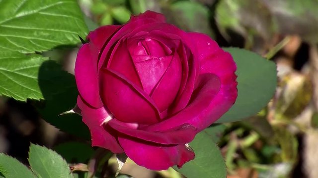 Einzelne Tautropfen glitzern noch auf der Rosenbl&uuml;te "Heidi Klum" (Langsame Kamerazoomfahrt)