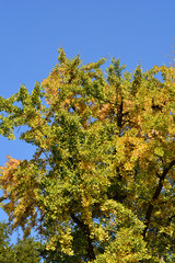 Fototapeta premium Ginkgo tree