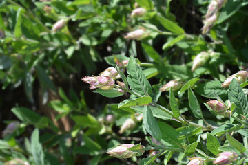 Common sage