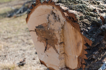 broken birch closeup. felled birch. the tree fell. logging for the winter.