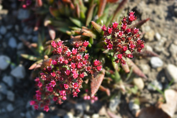 Red-flowering crassula